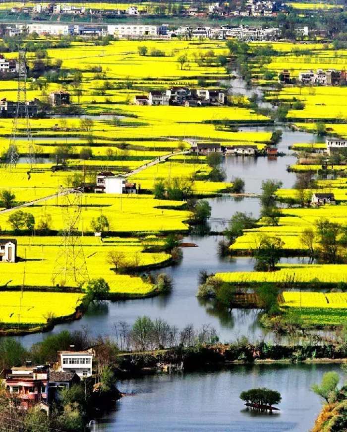中国十大最美油菜花前十位,中国最美十大油菜花田排名