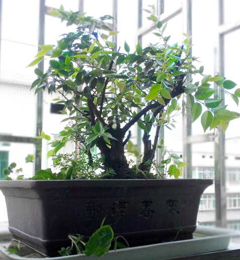 乌饭盆景冬天落叶吗,乌饭树盆景什么时候开花结果