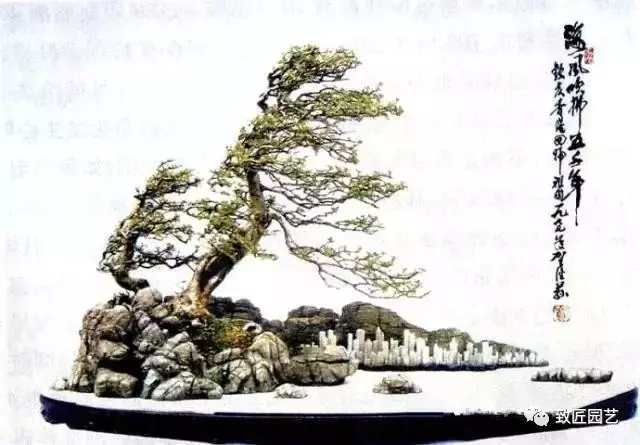 盆景欣赏难得一见的绝美盆景艺术,风萧萧兮易水寒草书