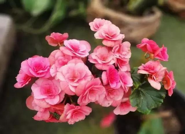 100种常年开花的植物,适合在家一年四季开花的植物