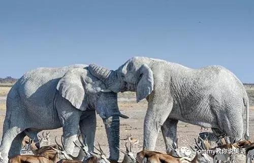 切记：千万别把Whiteelephant理解成白色大象