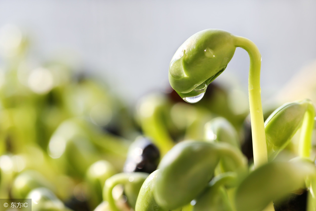 春耕育苗技术视频教程,种植技术催芽