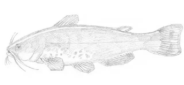 国画素描教程零基础入门,零基础学素描初学者入门教学