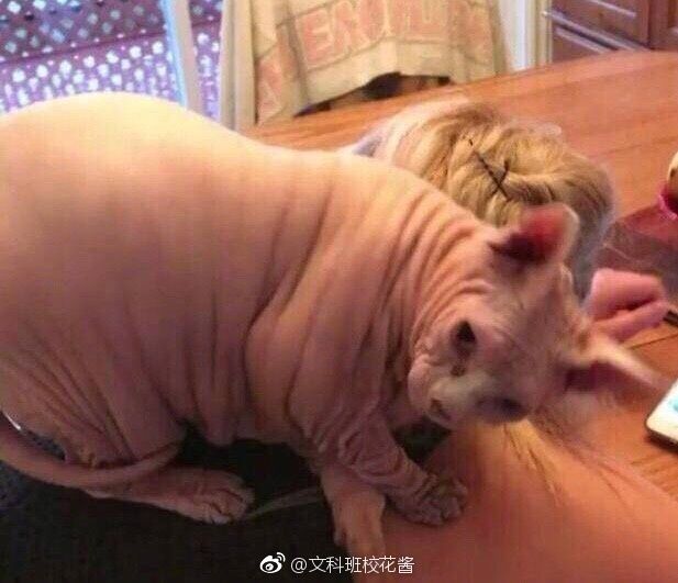 养一只无毛猫的真实感受,养一只无毛猫要多少钱