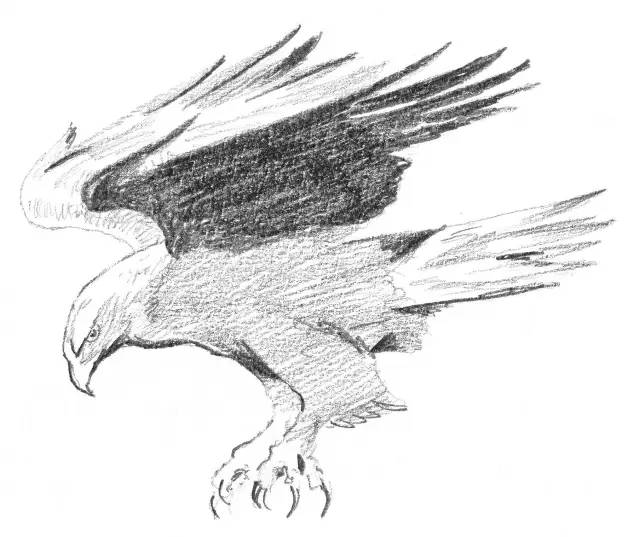 国画素描教程零基础入门,零基础学素描初学者入门教学