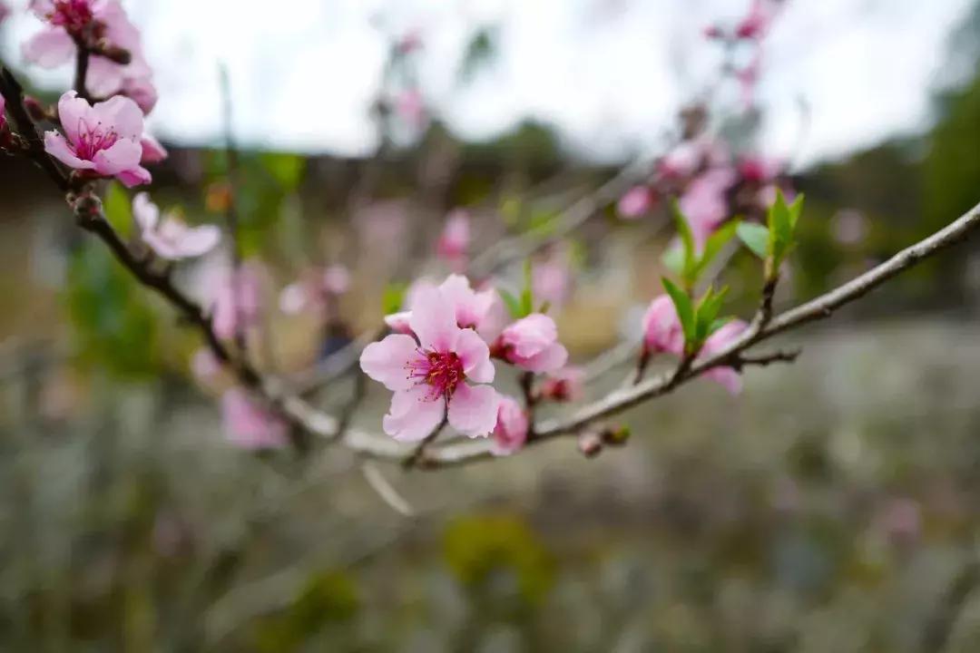 法国归来的插画师也难逃这片山林“诱惑”，夏天还想来看萤火虫