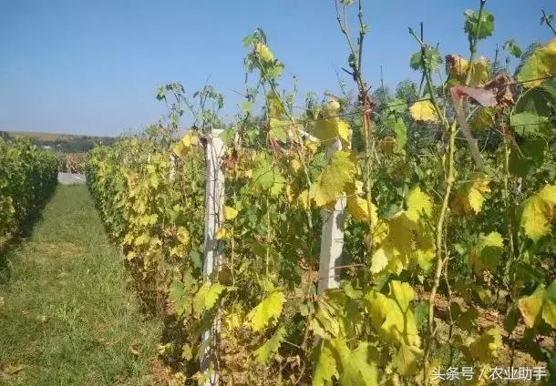 如何养好葡萄树苗,如何养好葡萄的根