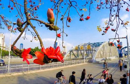 木棉花季，观众画风各异，老广州的画风肯定是这样，单纯又美味