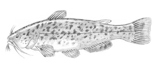 国画素描教程零基础入门,零基础学素描初学者入门教学