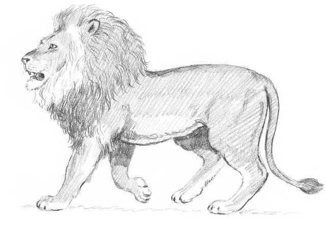 国画素描教程零基础入门,零基础学素描初学者入门教学