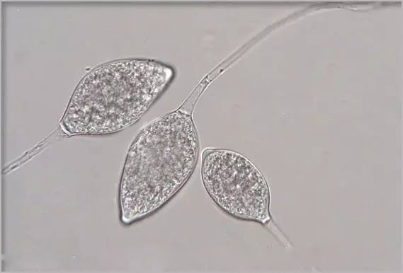 危害辣椒的主要病害有哪些,辣椒四大病害