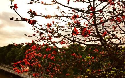 木棉花季，观众画风各异，老广州的画风肯定是这样，单纯又美味