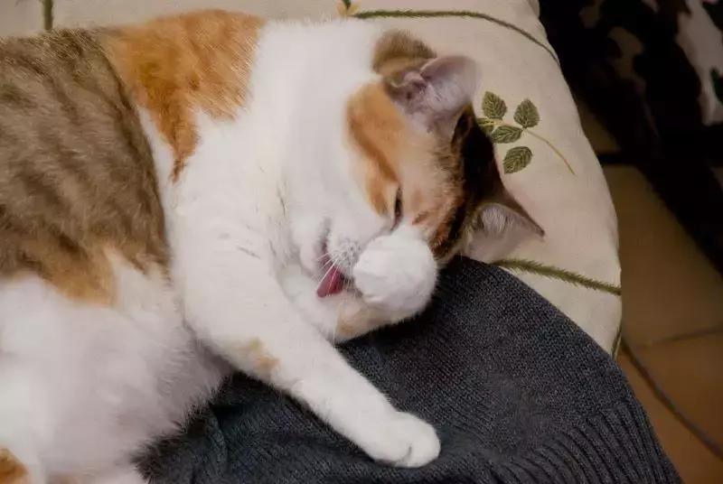 猫咪的肉垫可以萌到什么程度,猫咪的小肉垫起什么作用