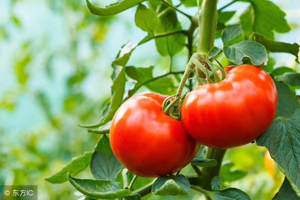 西红柿果实病害图谱大全及病名字,西红柿常见27种病害图片