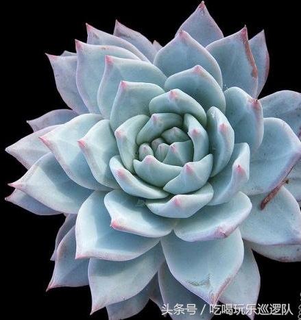 蓝鸟景天科多肉,米兰达景天科拟石莲属多肉植物