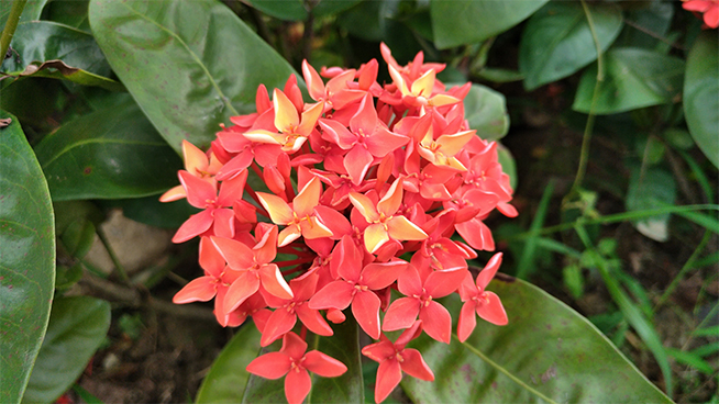 努比亚z11minis缺点,nubiaz11测评