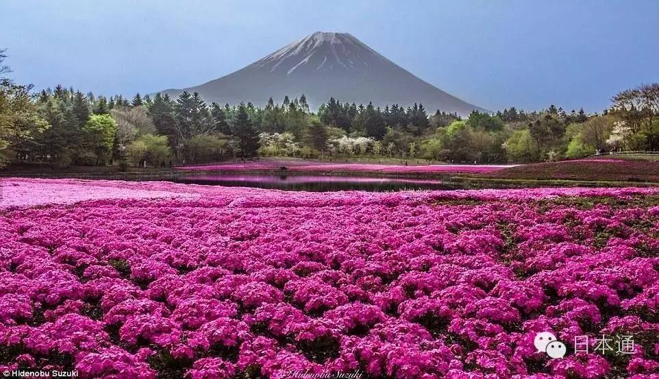 千万不要去魅力指数连续3年倒一的茨城，给你十个理由够不够