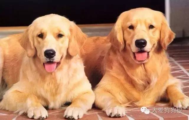 想不到，狗狗的耳型有这么多种！