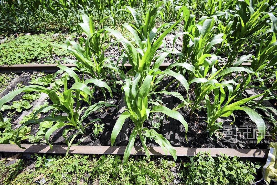 它们承载好多成都人的记忆,让我们一起来保护这些老工业建筑吧!