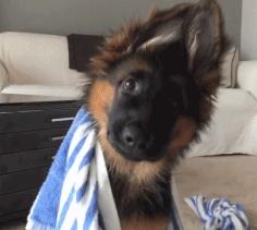 想不到，狗狗的耳型有这么多种！