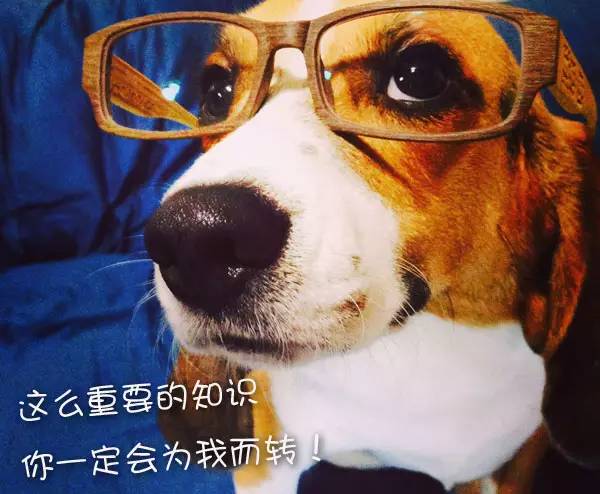 怕狗狗死了怎么办,狗狗突然大叫抽搐怎么急救