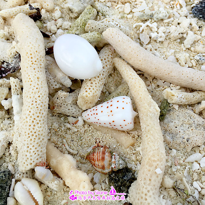 美丽的马尔代夫视频音乐,马尔代夫哈拉微莉岛游记