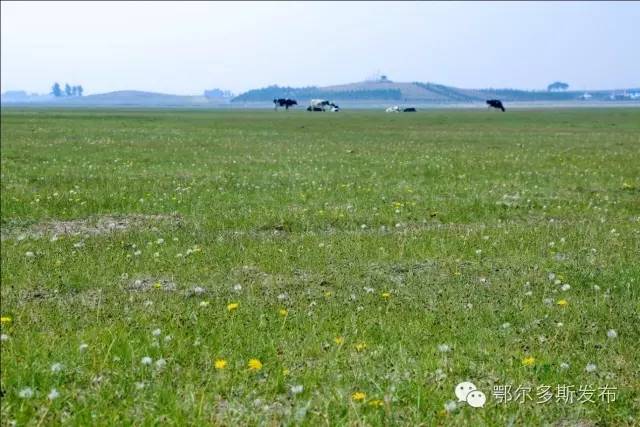沙漠大峡谷风景区,鄂尔多斯沙漠峡谷