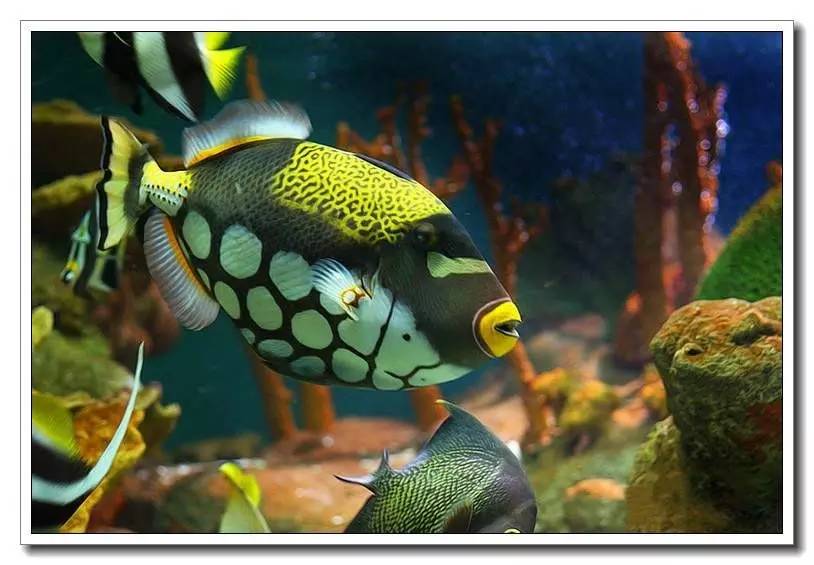 海水养殖鱼类疾病与防治手册内容,海水观赏鱼养殖技术书籍