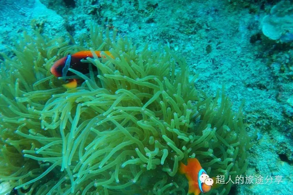 潜水芽庄,芽庄哪个岛适合潜水