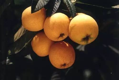 江南碧苍苍,五月枇杷黄