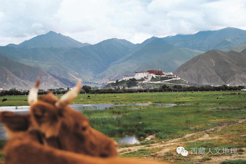 拉萨夜雨发表于哪一年,拉萨夜雨讲解