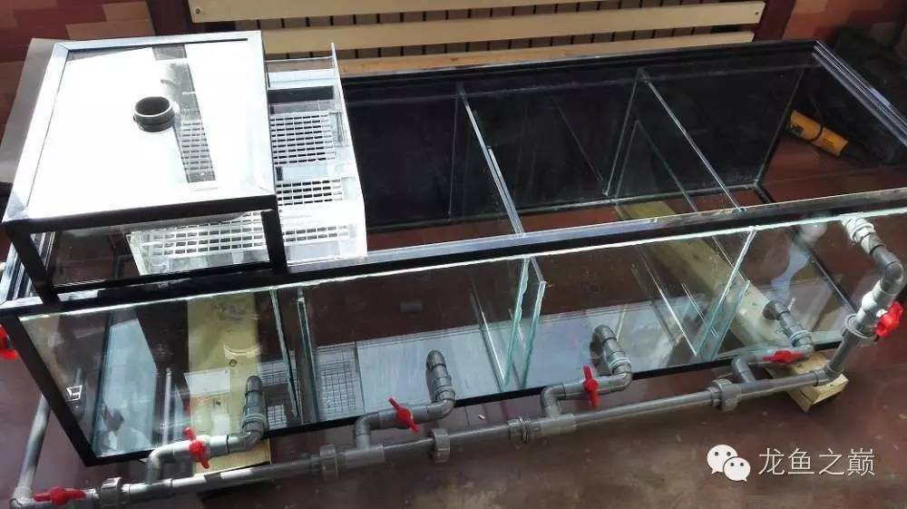 超级白，超会做，这才叫养鱼！