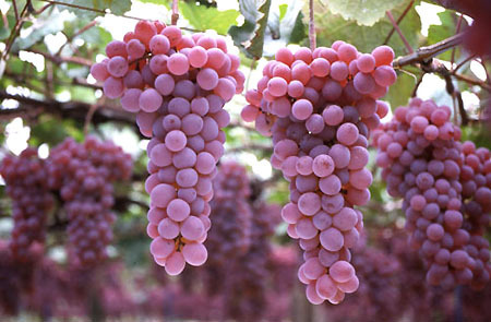 一分钟了解日本文化,一分钟带你了解威士忌