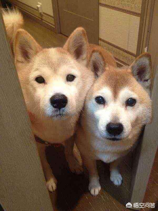 閫佺嫍鐙楀涓ソ浜哄骞夸笢,鏇跨嫍鐙楁壘鍒板ソ浜哄