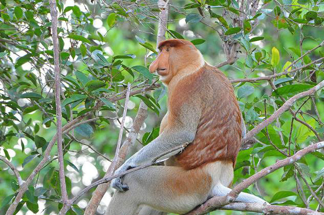 聪明又可爱的猴子,聪明活泼淘气又可爱的猴子