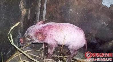 母猪断奶后低温不吃怎么回事,怀孕母猪低温喘气怎么治疗