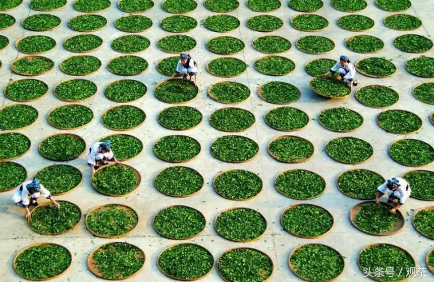 绿茶炒青和烘青工艺,炒青绿茶与烘青绿茶有什么不一样