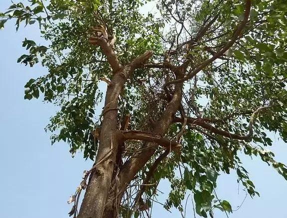 红木替代用材——非洲檀香