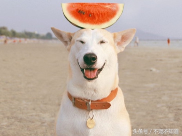 狗狗生理常识大全,狗狗生理常识