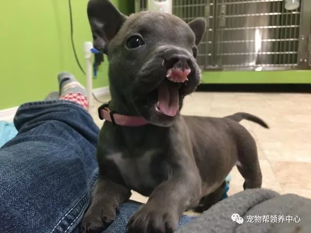 刚出生的狗狗上腭裂,刚出生的狗狗被主人遗弃