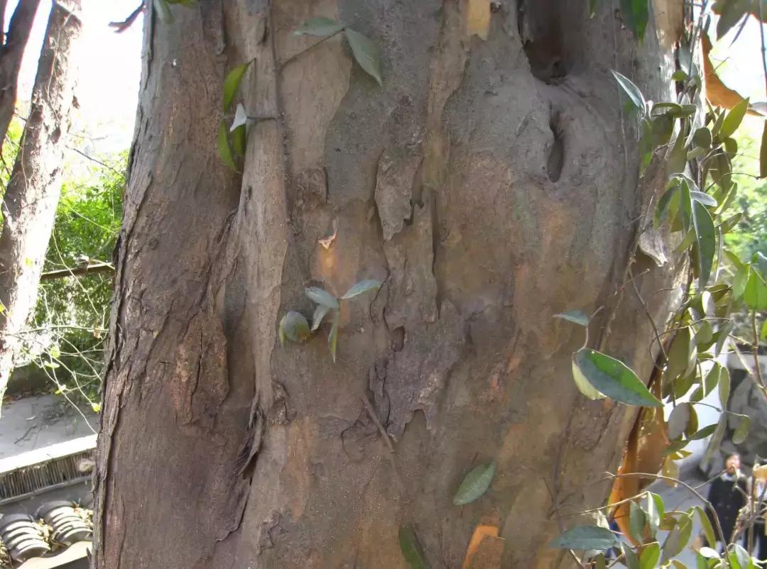 榆树朴树榉树的区分,朴树和榉树是不是都是榆科