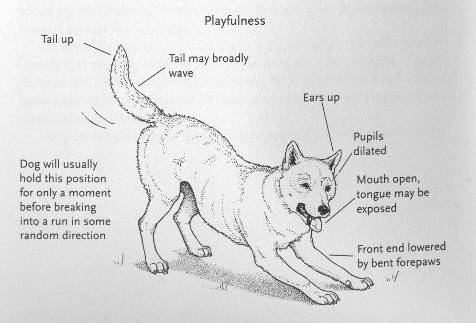 掌握狗的语言交流