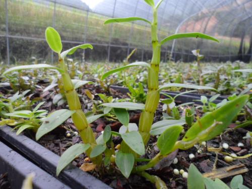 铁皮石斛好种植吗需要施肥吗,铁皮石斛的种植前景