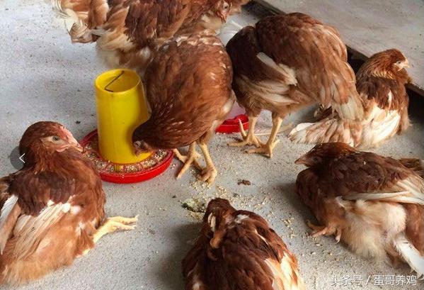 鸡得了滑液囊还能继续养吗,鸡得了滑囊炎还能治好吗