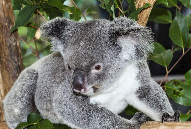 十二星座长大后最适合养什么宠物,星座百科十二星座最适合养的宠物