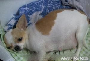 宠物店狗狗接生,如何给狗狗接生