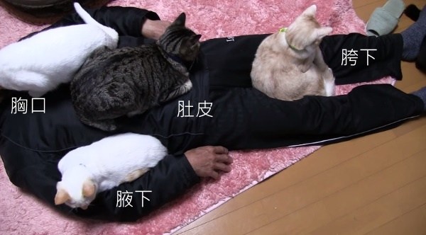 猫奴凭什么认为猫和人平等,猫奴会遇到的难题