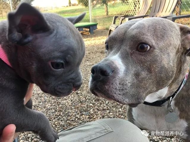 刚出生的狗狗上腭裂,刚出生的狗狗被主人遗弃