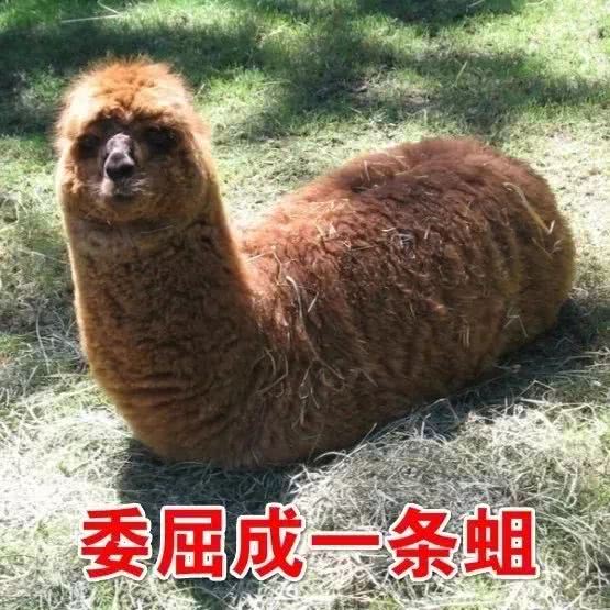 想要做个精致的猪猪女孩,本来想做一个精致优雅的女人