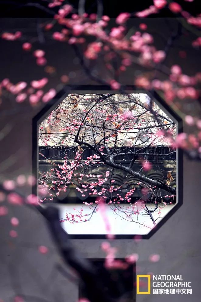 错过需再等一年！来南京看万株梅花海“淡粉宫妆”！